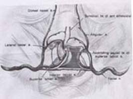 Anatomy Of Cleft Hyderabad Cleft Society